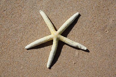 开放世界《奇娅》今年夏季发售Switch版